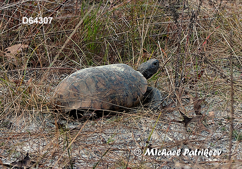 Gopher Tortoise (Gopherus polyphemus)